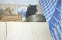 Kisa Marina's Cat