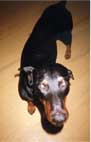 My Dog #1